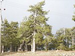 Ancient Black Pine in Troodos mountains Cyprus